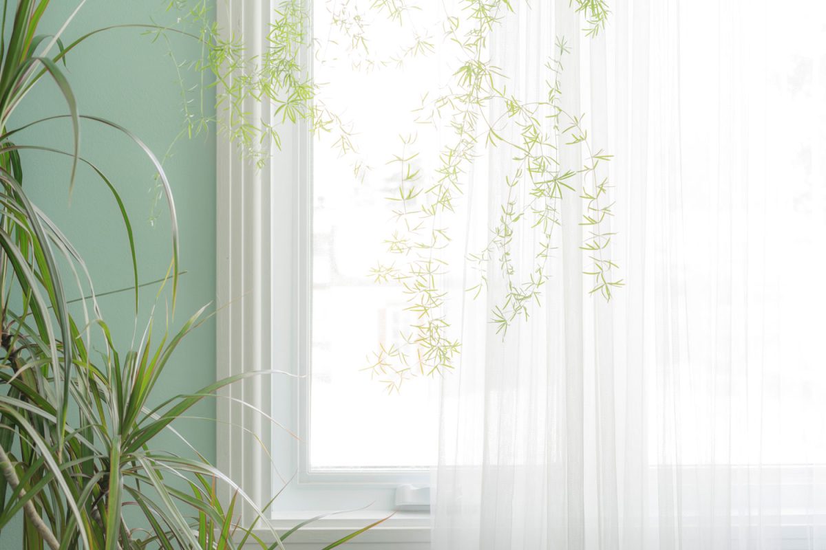 Part of the interior, green indoor plants by the-window with a translucent white curtain