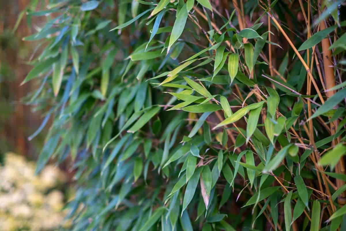 Bamboo tree leaves hedge thicket