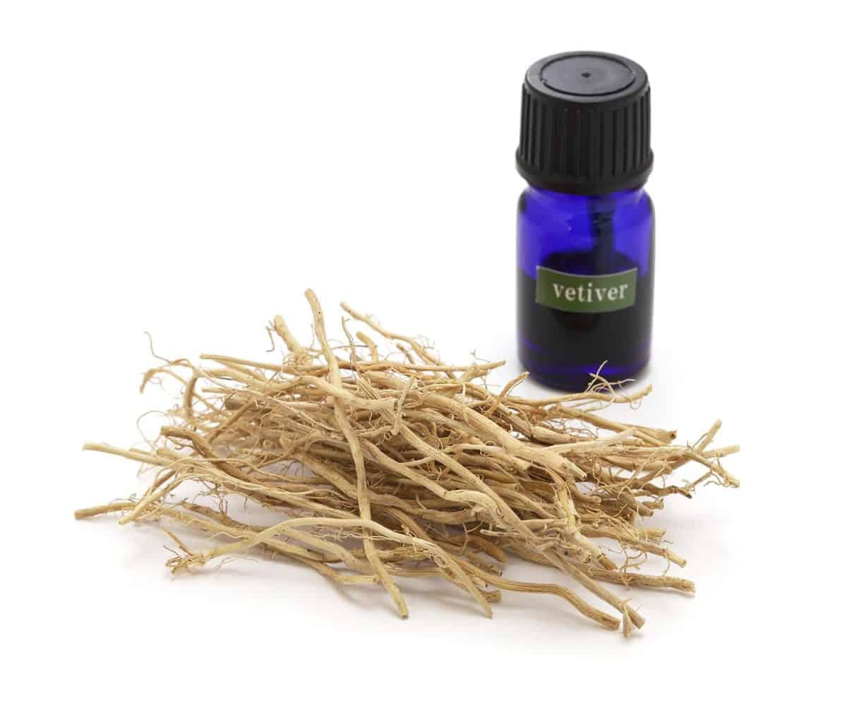 Dried vetiver roots and vetiver essential oil in a glass vial