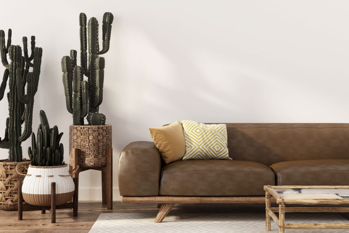 Huge cactuses planted in modern pots and leather sofa with throw pillows