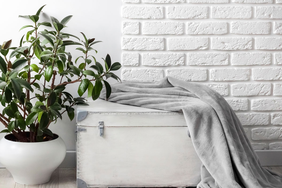 Rubber plant (Ficus elastica) in white flower pot and gray soft fleece blanket on white wooden box, What's The Lightest, Warmest Blanket?