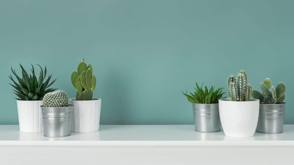 Succulents planted on white pots on top of a white cabinet